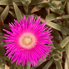 Lade das Bild in den Galerie-Viewer, COLD